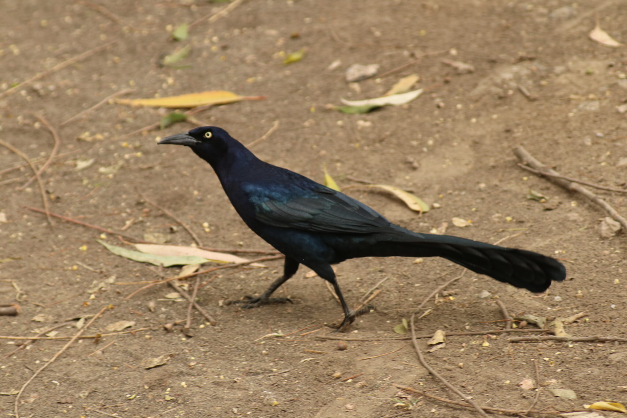 image of a great tailed grackle